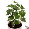 English Ivy Variegated - Hedera Helix Variegated