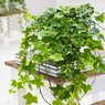 English Ivy Variegated - Hedera Helix Variegated